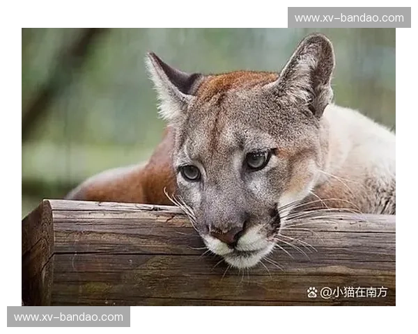 墨美洲vs美洲狮：一场跨越时空的王者对决